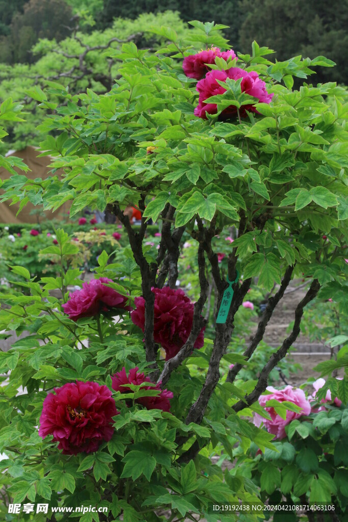 牡丹花 