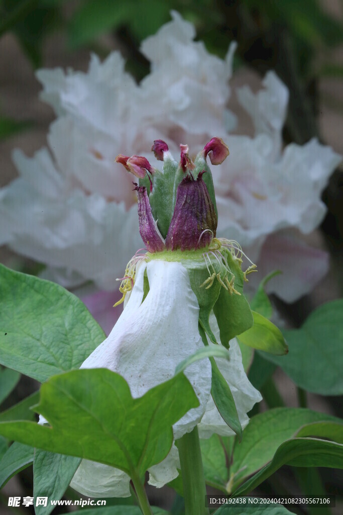 牡丹花 