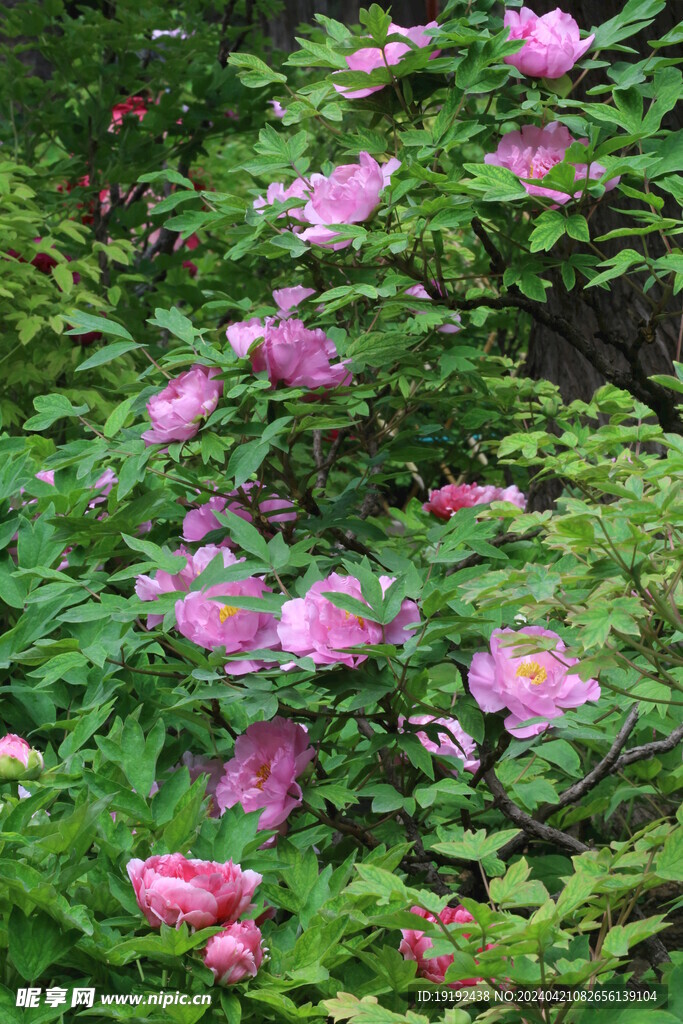 牡丹花 