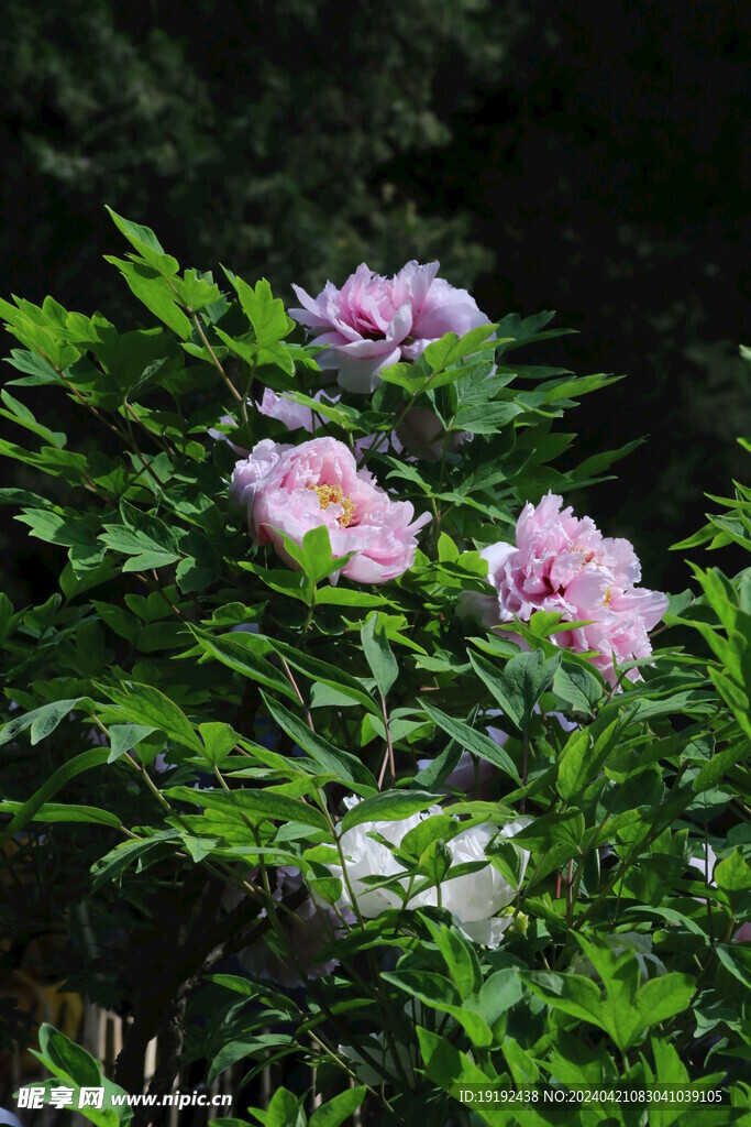 牡丹花  