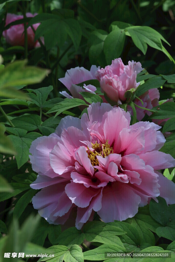 牡丹花 
