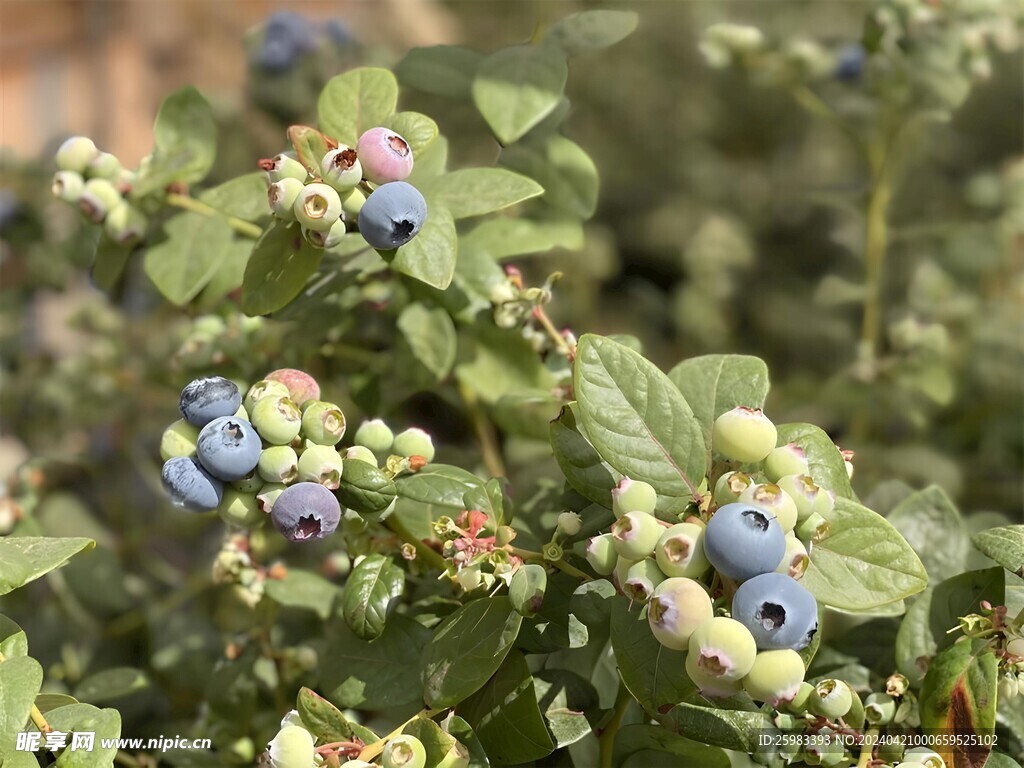 蓝莓栽培 