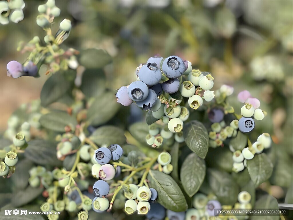 蓝莓栽培