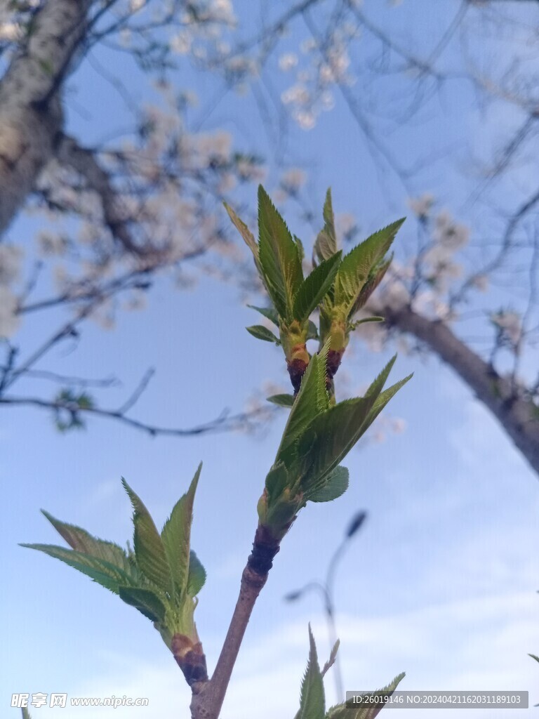 樱花