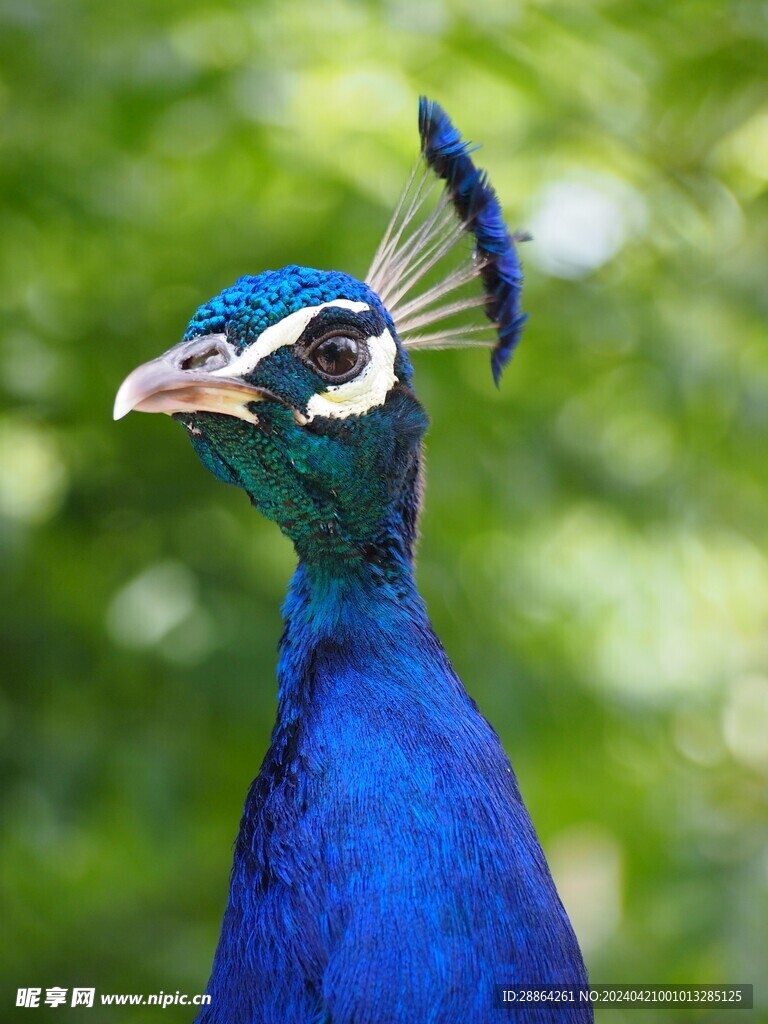 孔雀