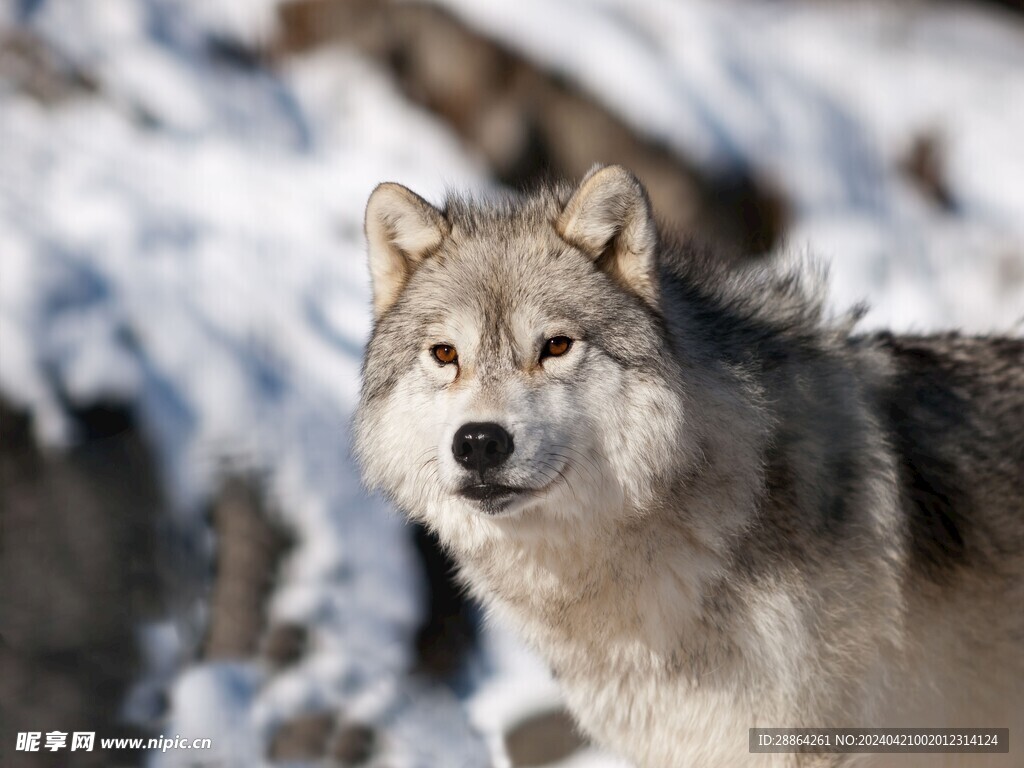 狼