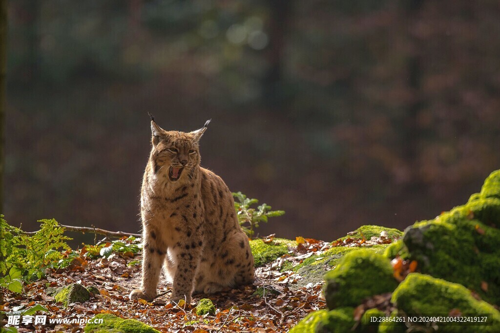 猞猁