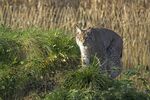 猞猁