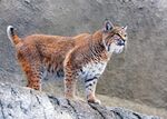 猞猁