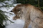 猞猁