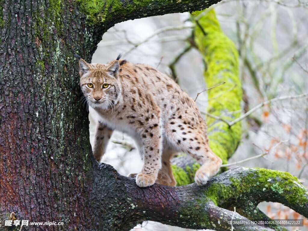 猞猁