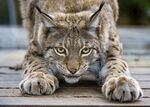 猞猁