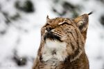 猞猁