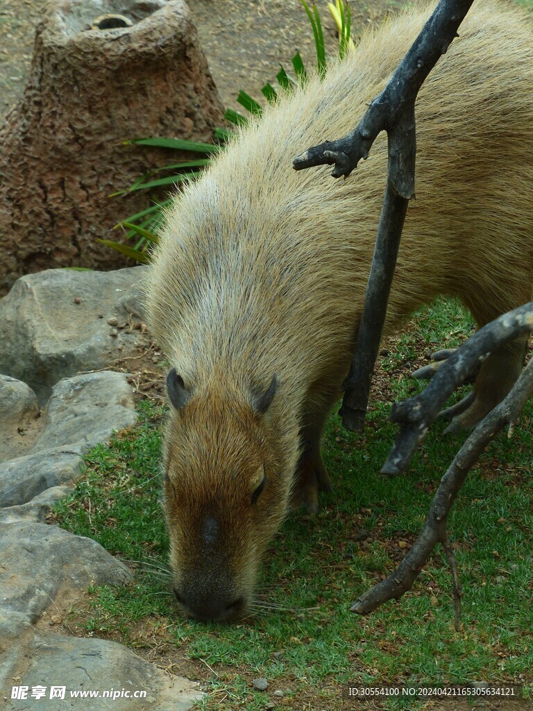 兔子图片