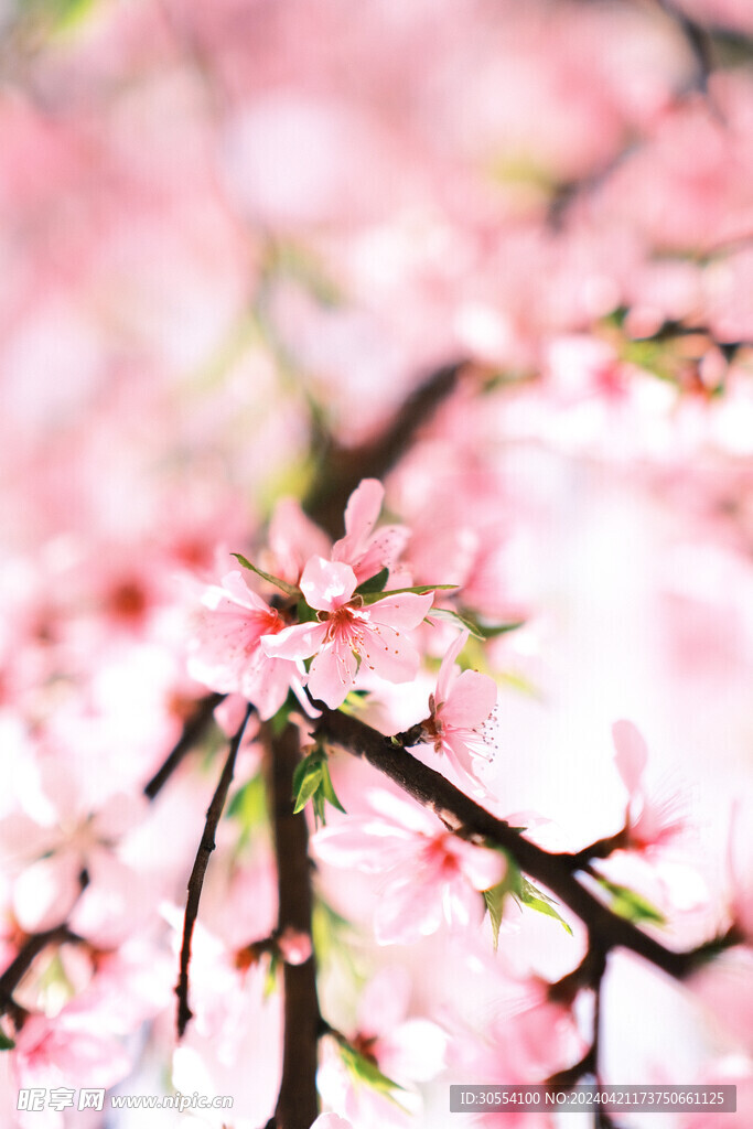  桃花图片