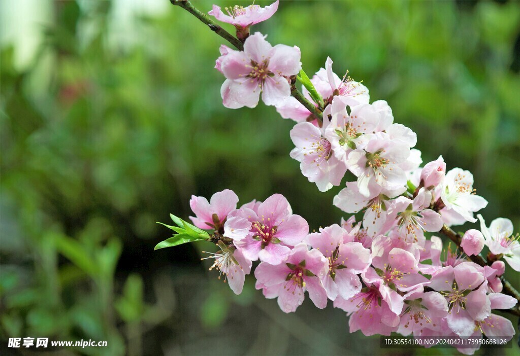 桃花图片