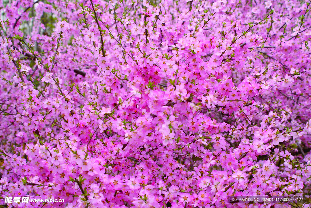 桃花图片