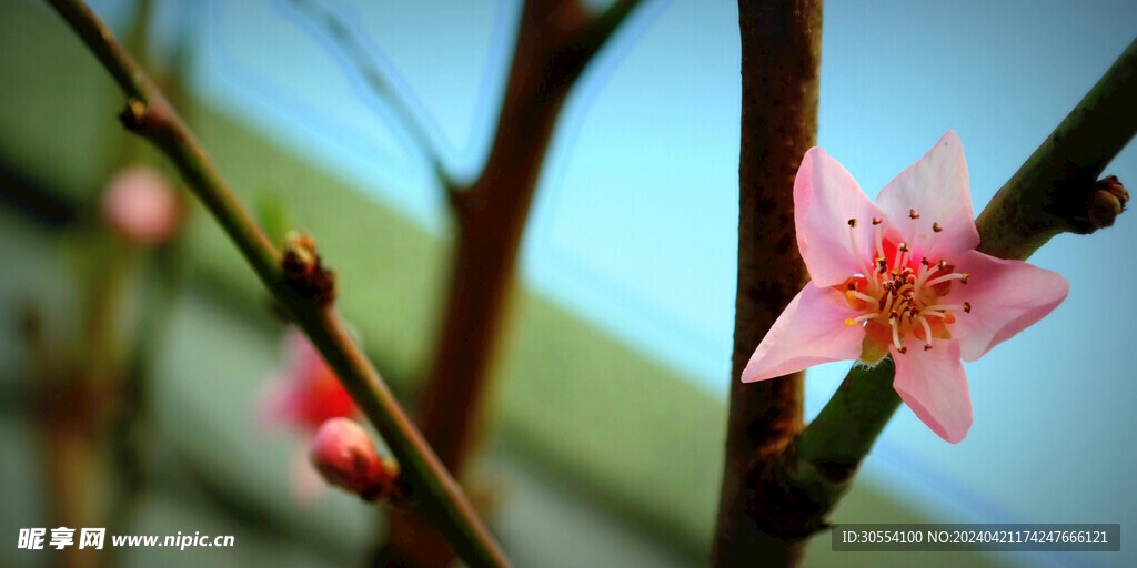  桃花图片