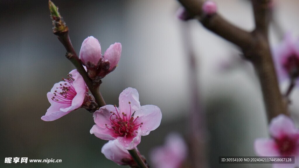 桃花图片