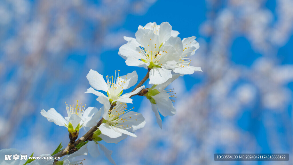 桃花图片