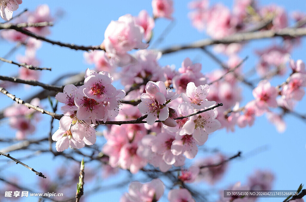 桃花图片