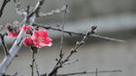 桃花图片
