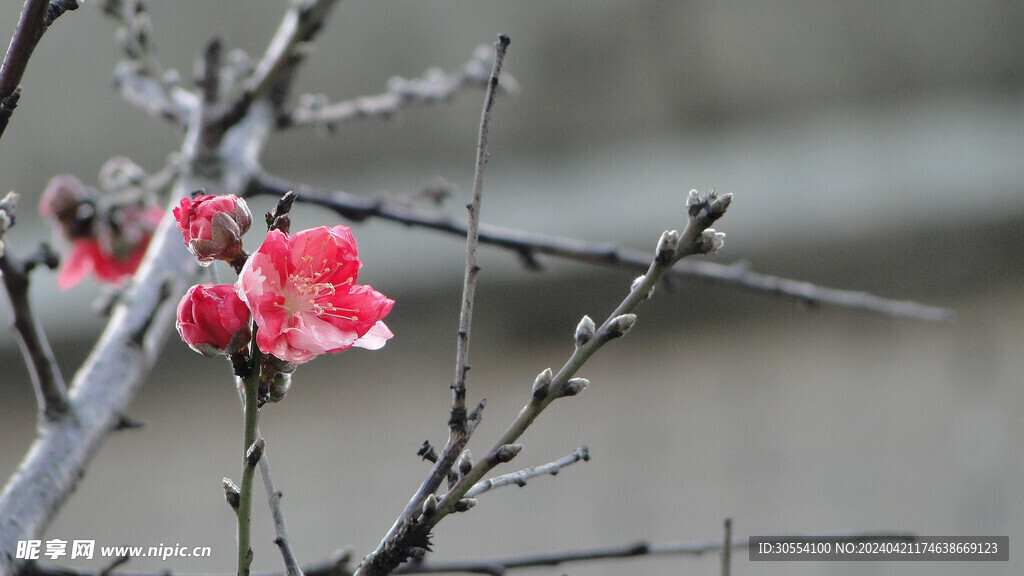 桃花图片