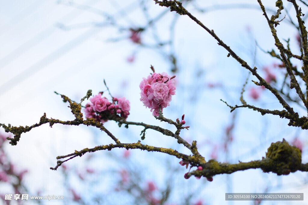 桃花图片