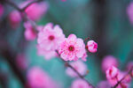 桃花图片