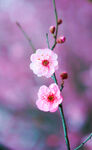 桃花图片