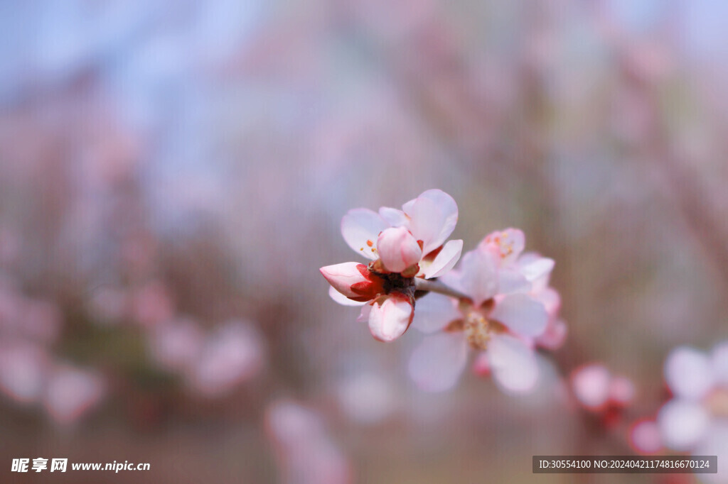 桃花图片