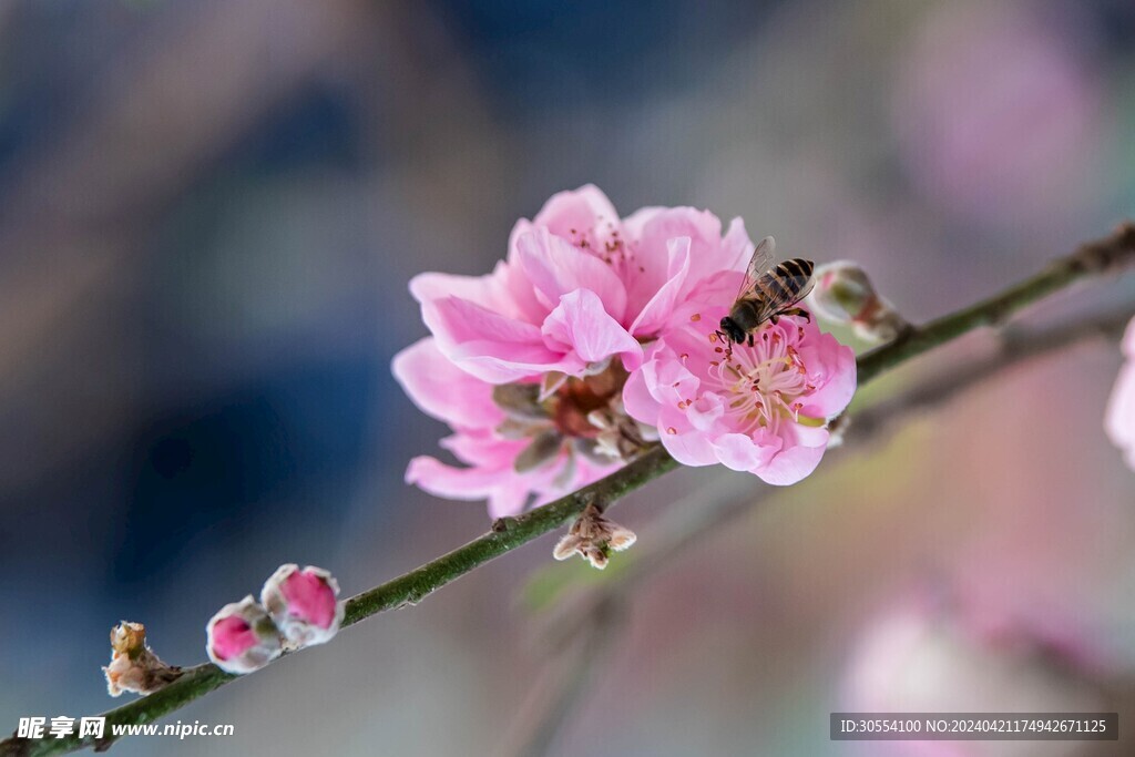 桃花图片 