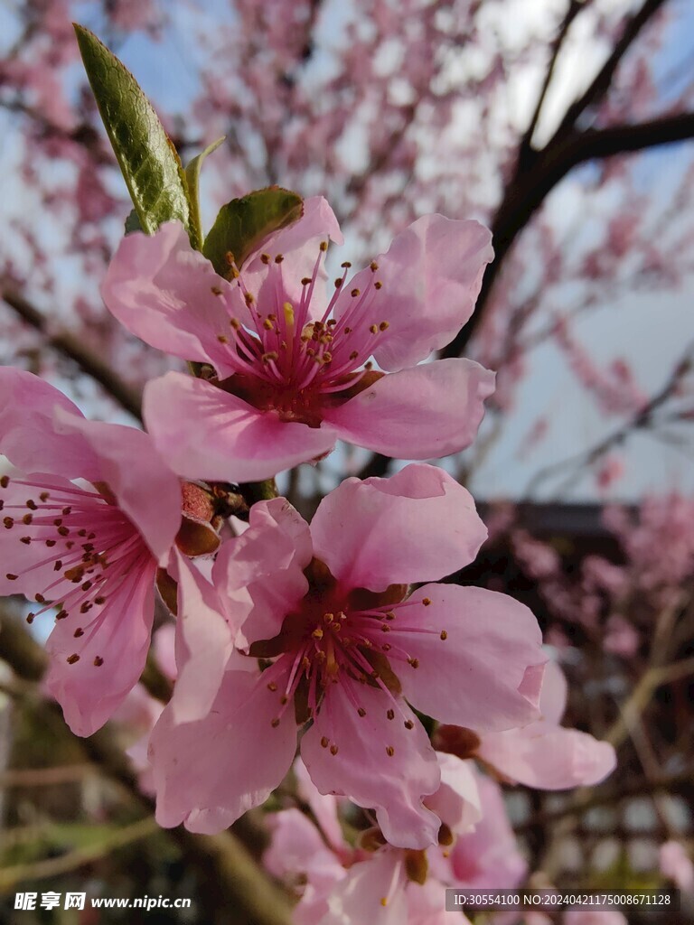 桃花图片 