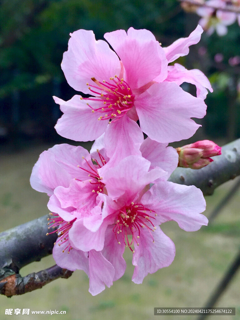 碧桃花 图片