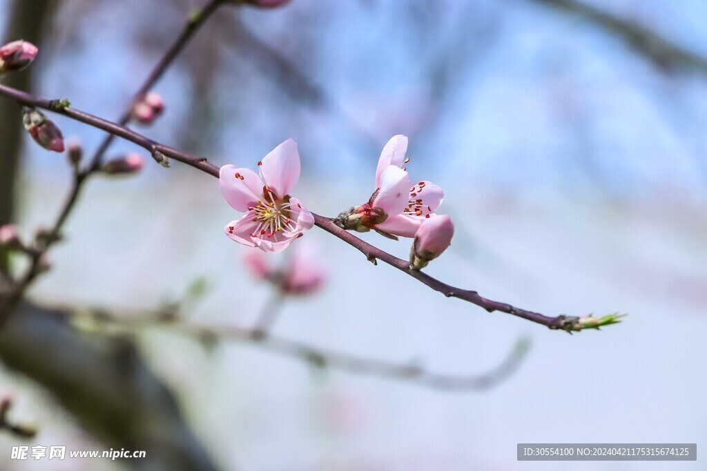 桃花图片