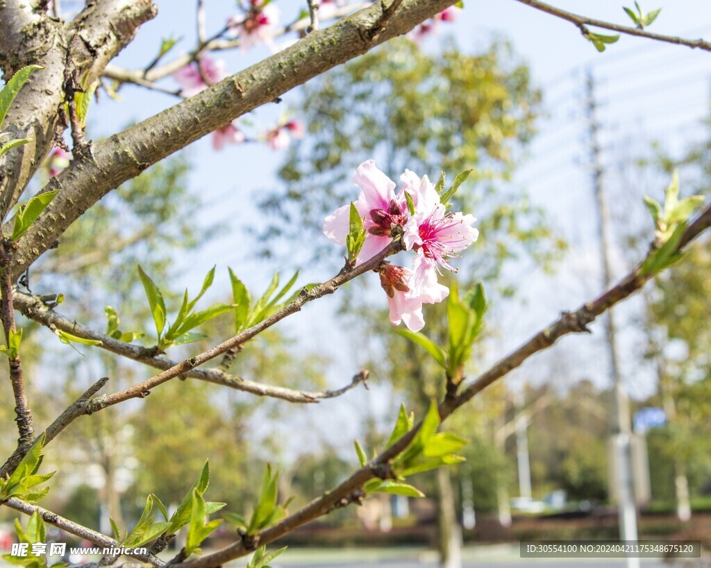 桃花图片