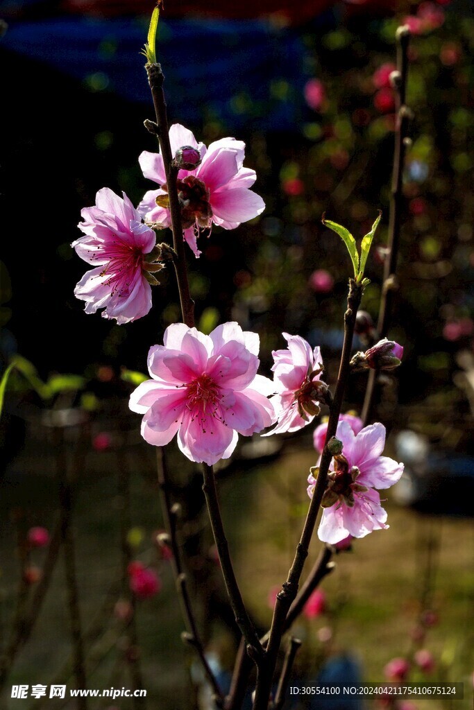 桃花图片