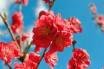桃花图片