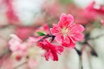 桃花图片