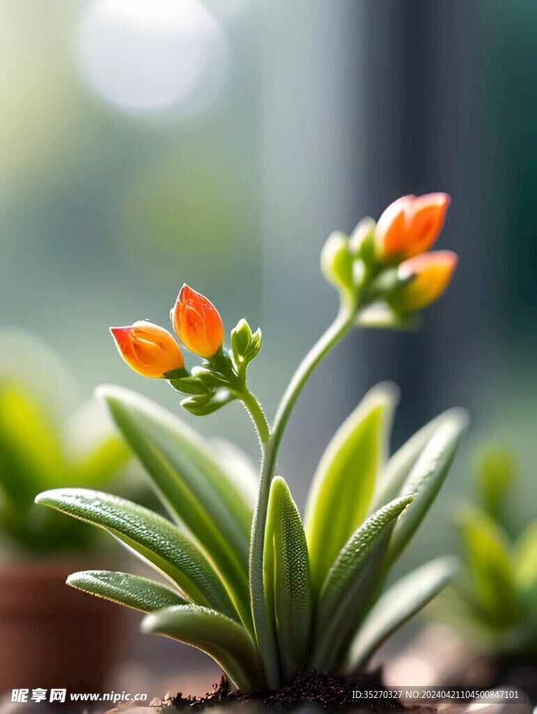 多肉植物