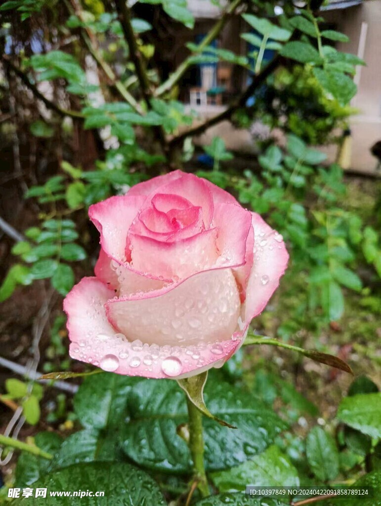 雨后玫瑰    