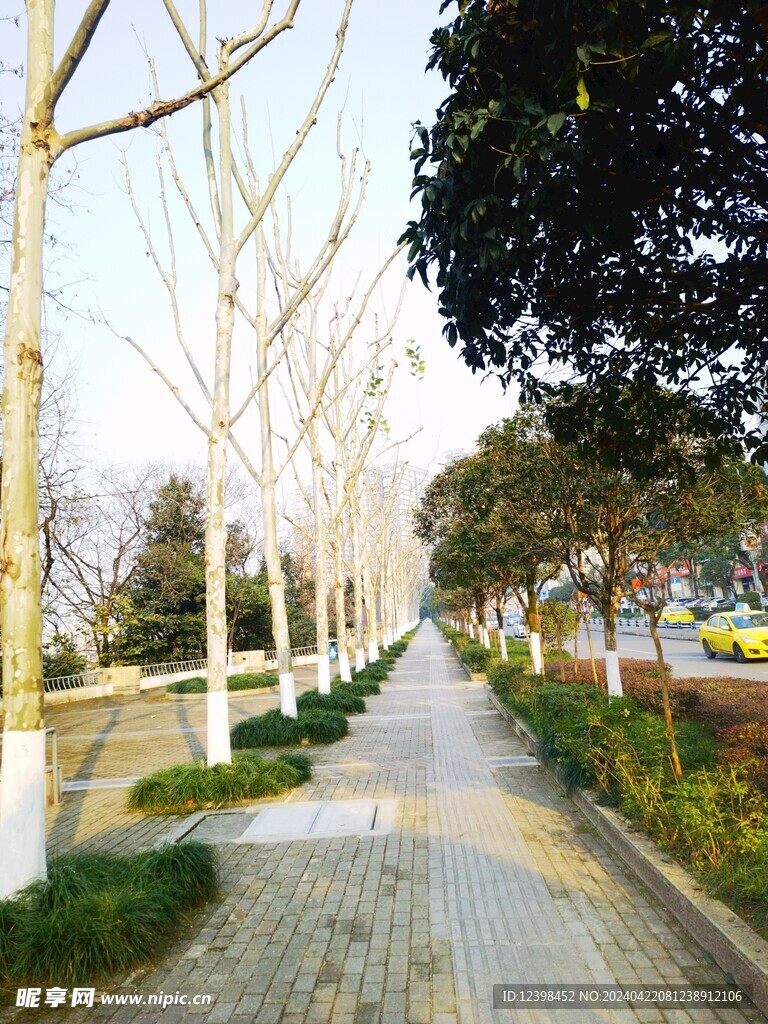 行道树景观绿化