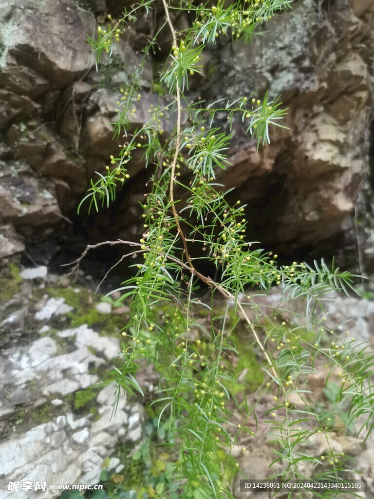 山间小植物