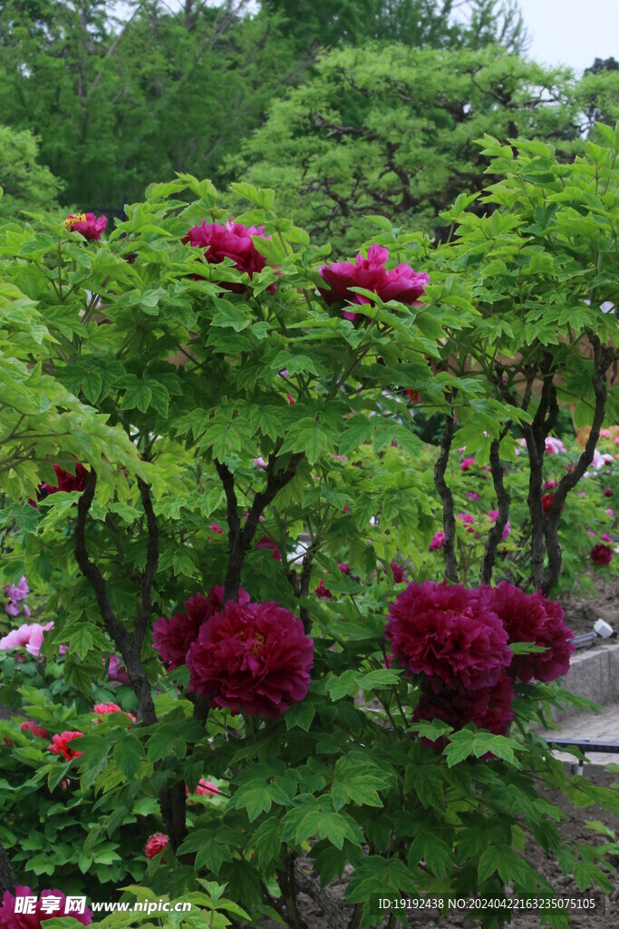 牡丹花  