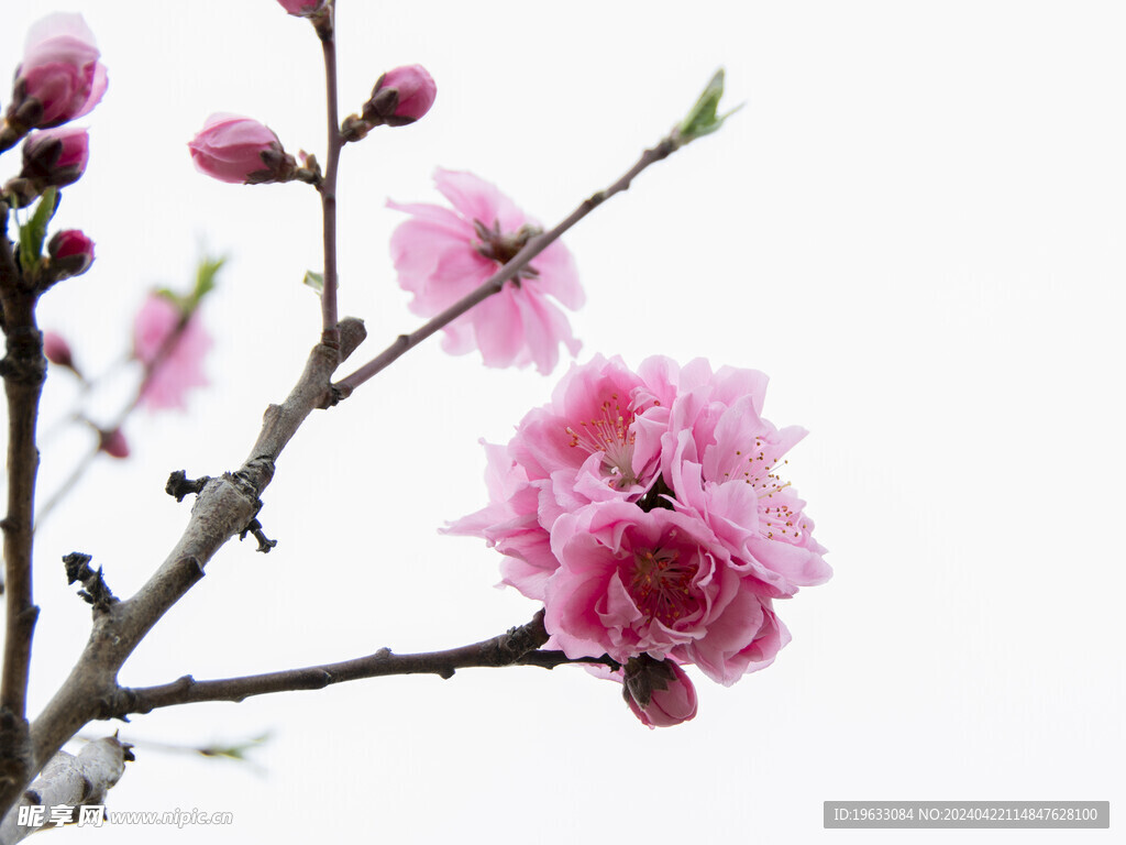 桃枝桃花