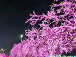花卉