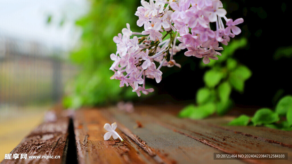 丁香花