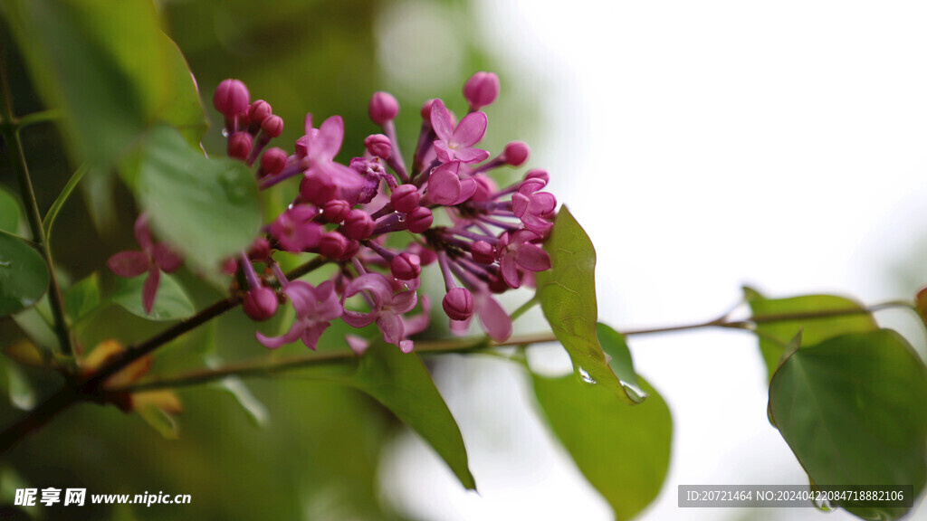 丁香花