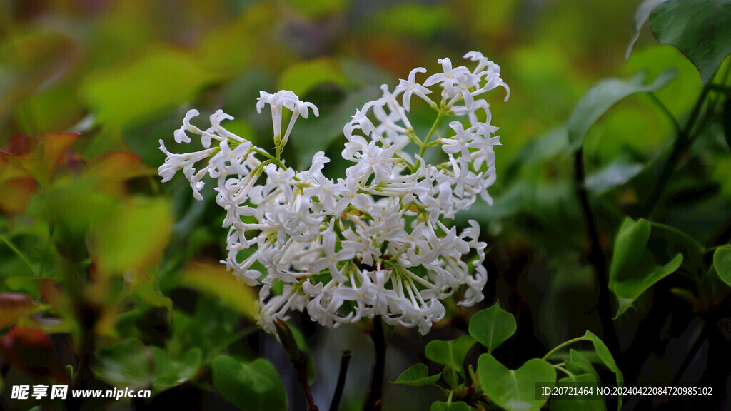 丁香花