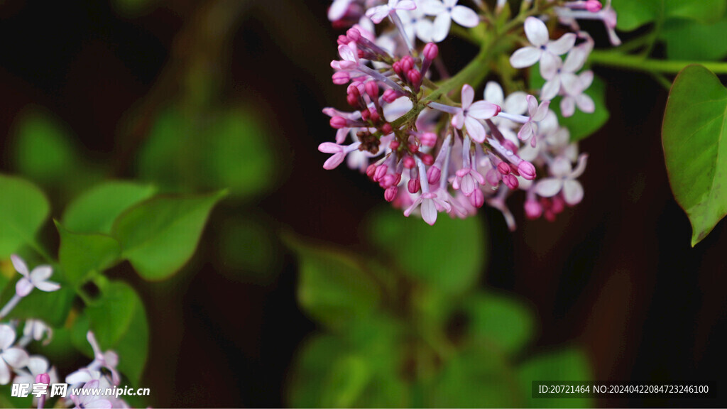 丁香花